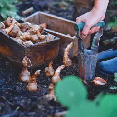 Forårsfornemmelser om efteråret?
